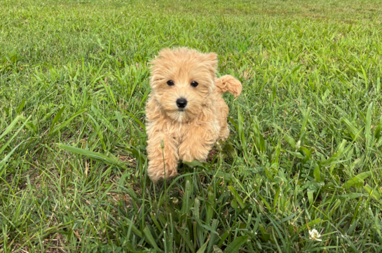 Maltipoo Pup Being Cute