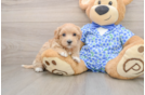 Maltipoo Puppy for Adoption