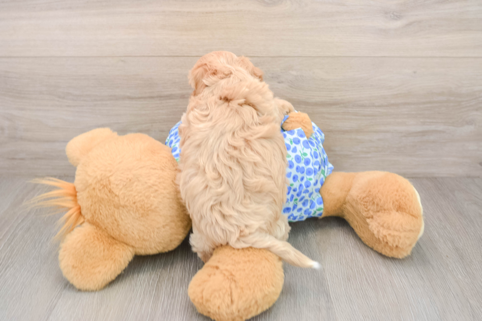 Best Maltipoo Baby