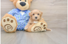 Maltipoo Puppy for Adoption