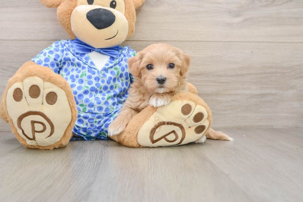Maltipoo Puppy for Adoption