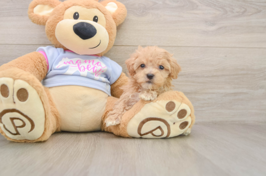 Smart Maltipoo Poodle Mix Pup