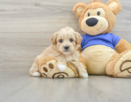 9 week old Maltipoo Puppy For Sale - Pilesgrove Pups