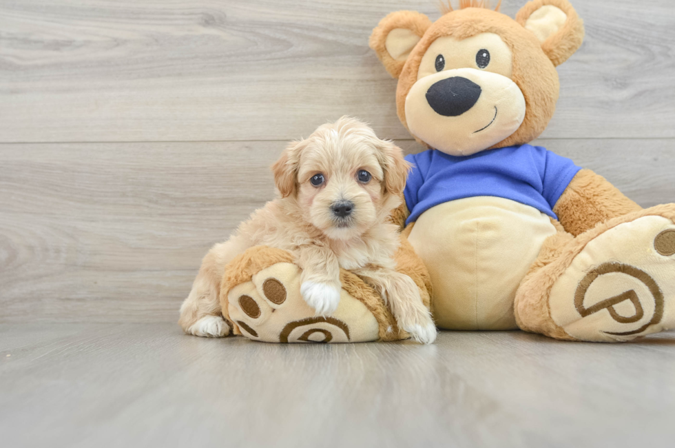 8 week old Maltipoo Puppy For Sale - Pilesgrove Pups