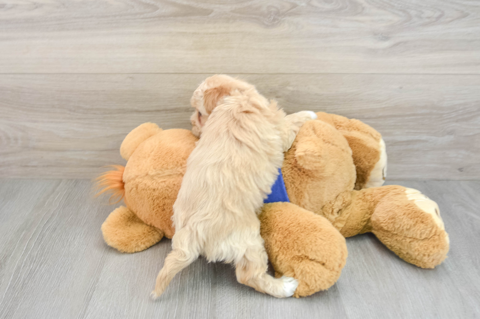 Happy Maltipoo Baby