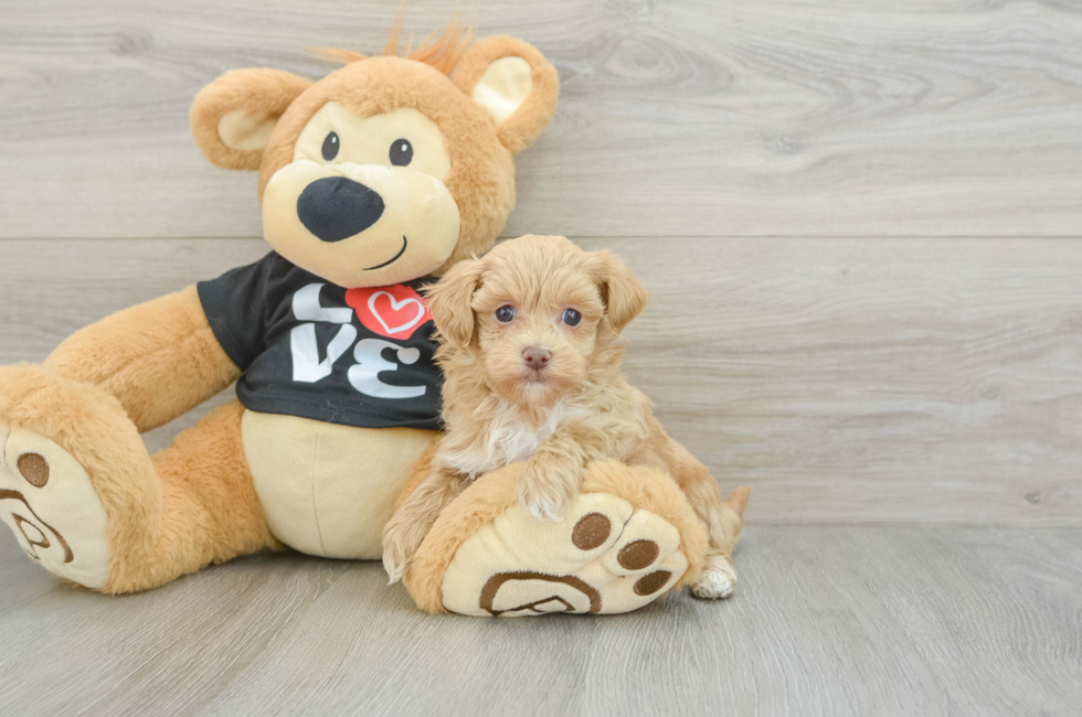 7 week old Maltipoo Puppy For Sale - Pilesgrove Pups