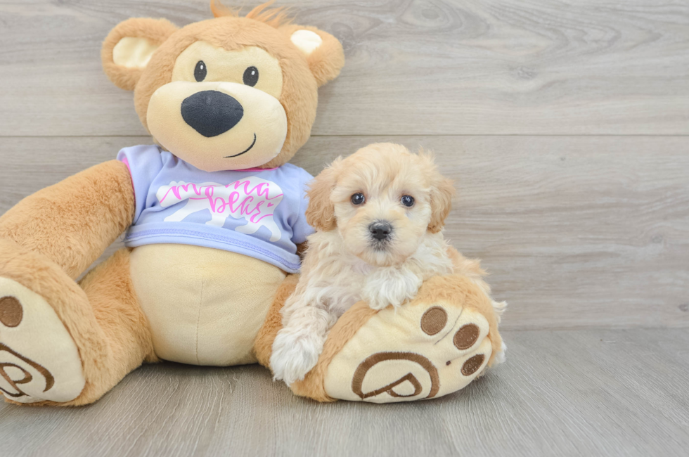 6 week old Maltipoo Puppy For Sale - Pilesgrove Pups