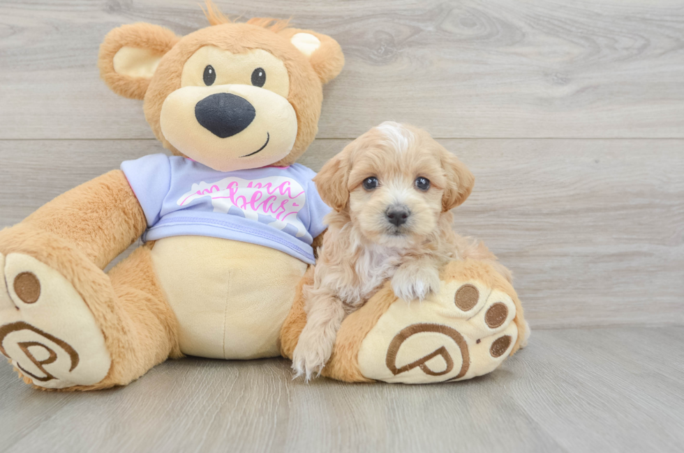5 week old Maltipoo Puppy For Sale - Pilesgrove Pups
