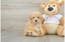 Maltipoo Puppy for Adoption
