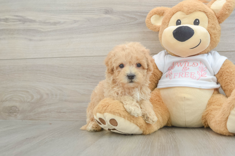 Maltipoo Puppy for Adoption