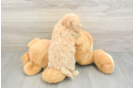 Maltipoo Pup Being Cute