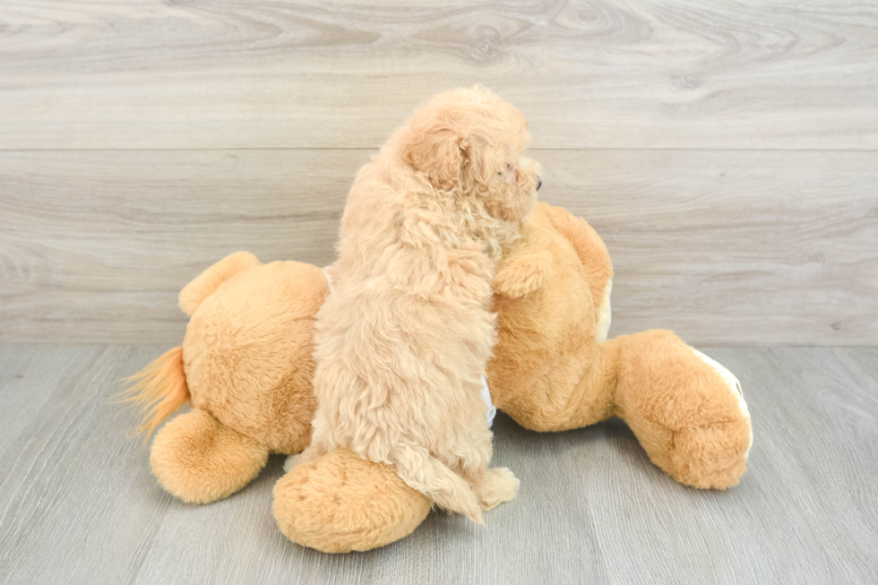 Maltipoo Pup Being Cute