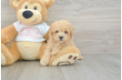 Hypoallergenic Malt a Poo Poodle Mix Puppy