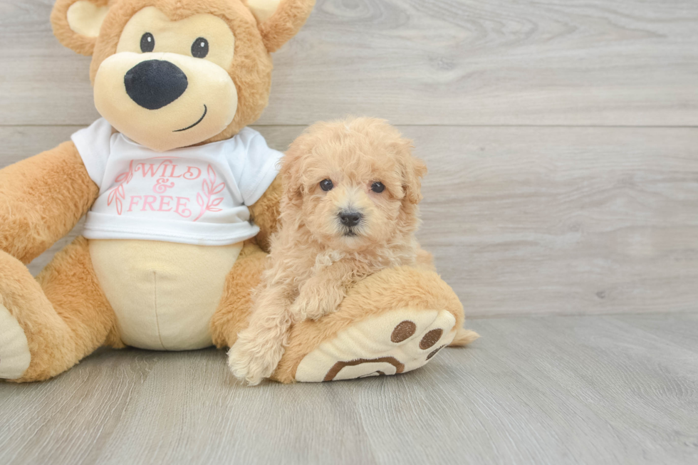 Hypoallergenic Malt a Poo Poodle Mix Puppy