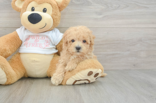 Hypoallergenic Malt a Poo Poodle Mix Puppy