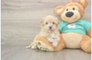 Sweet Maltipoo Baby