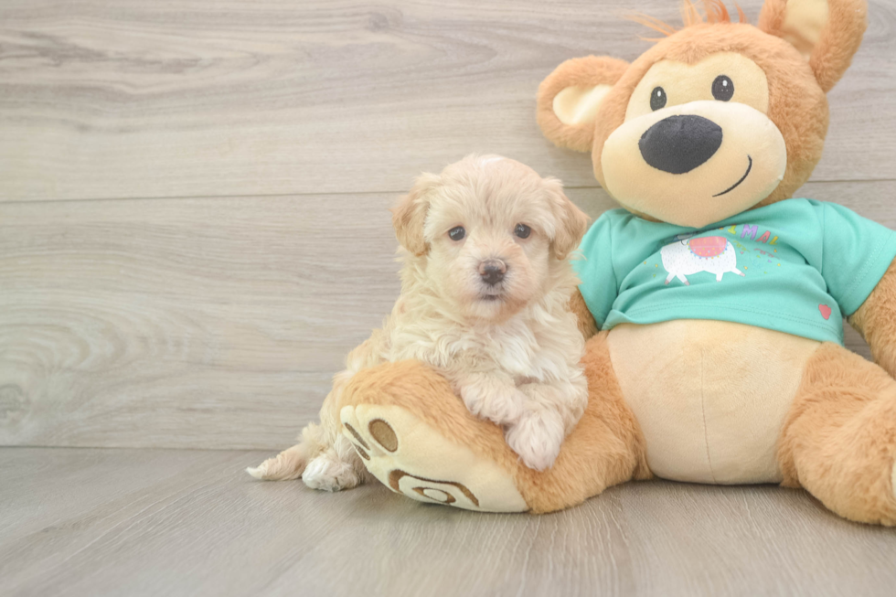 Sweet Maltipoo Baby