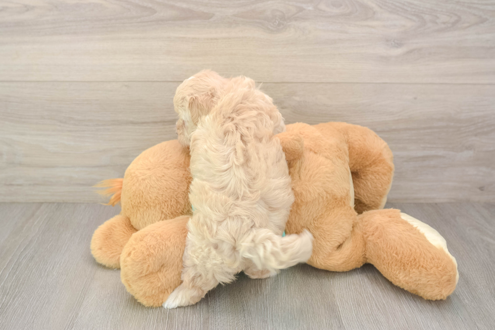 Maltipoo Pup Being Cute