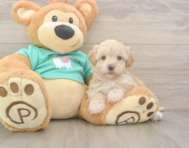 7 week old Maltipoo Puppy For Sale - Pilesgrove Pups