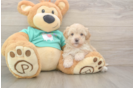 Cute Maltipoo Baby