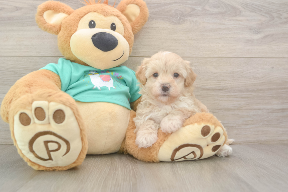 Cute Maltipoo Baby