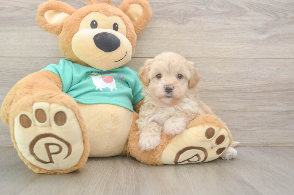 5 week old Maltipoo Puppy For Sale - Pilesgrove Pups