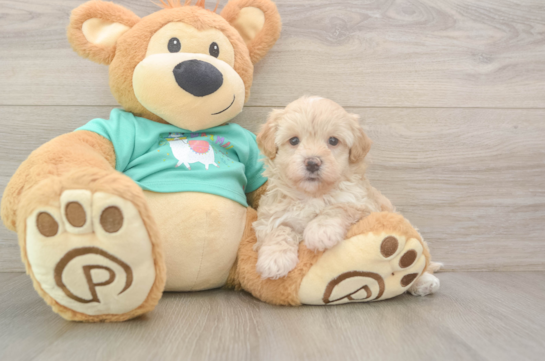 Cute Maltipoo Baby