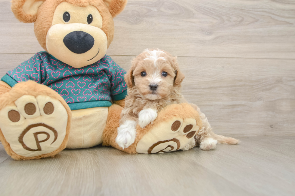 Friendly Maltipoo Baby