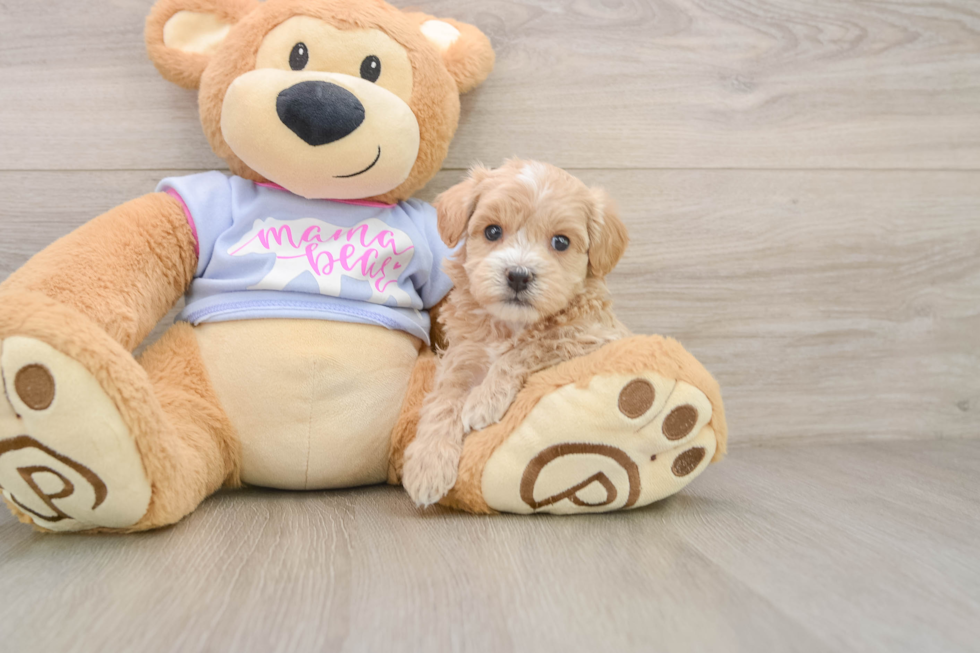 Best Maltipoo Baby