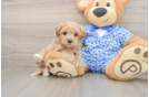 Maltipoo Pup Being Cute