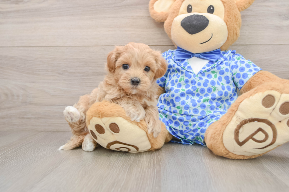 Maltipoo Pup Being Cute