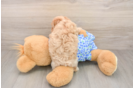 Maltipoo Puppy for Adoption