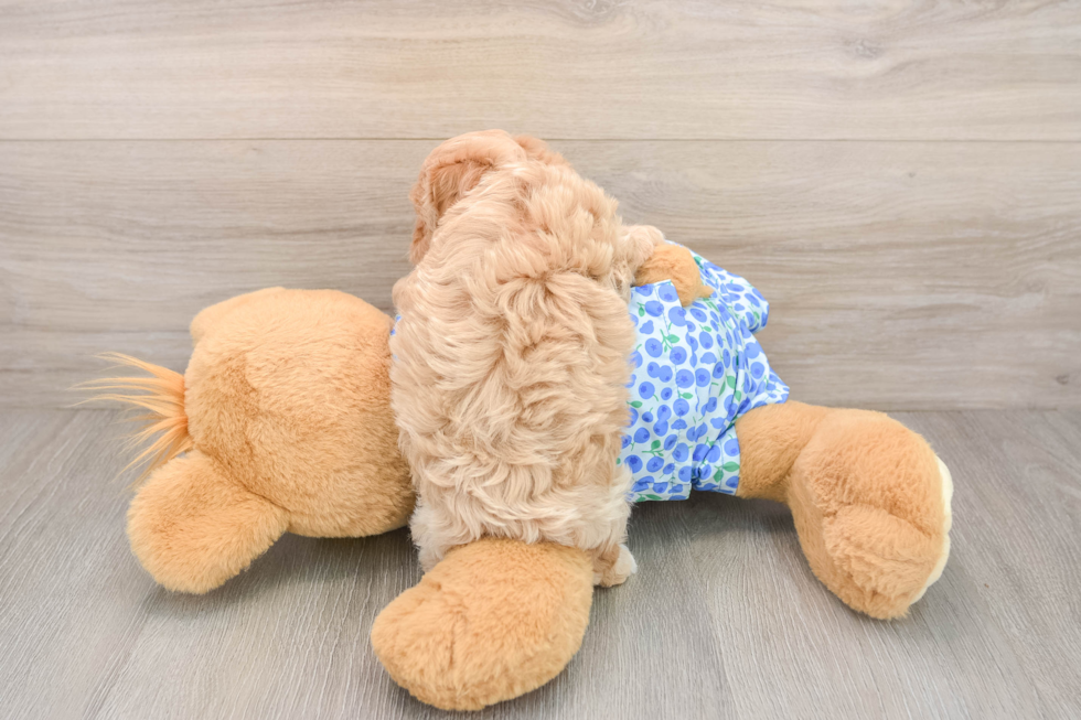 Maltipoo Puppy for Adoption