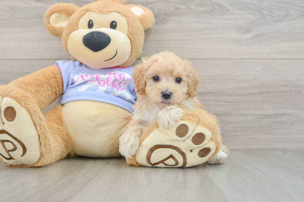 6 week old Maltipoo Puppy For Sale - Pilesgrove Pups