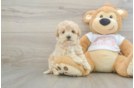 Best Maltipoo Baby