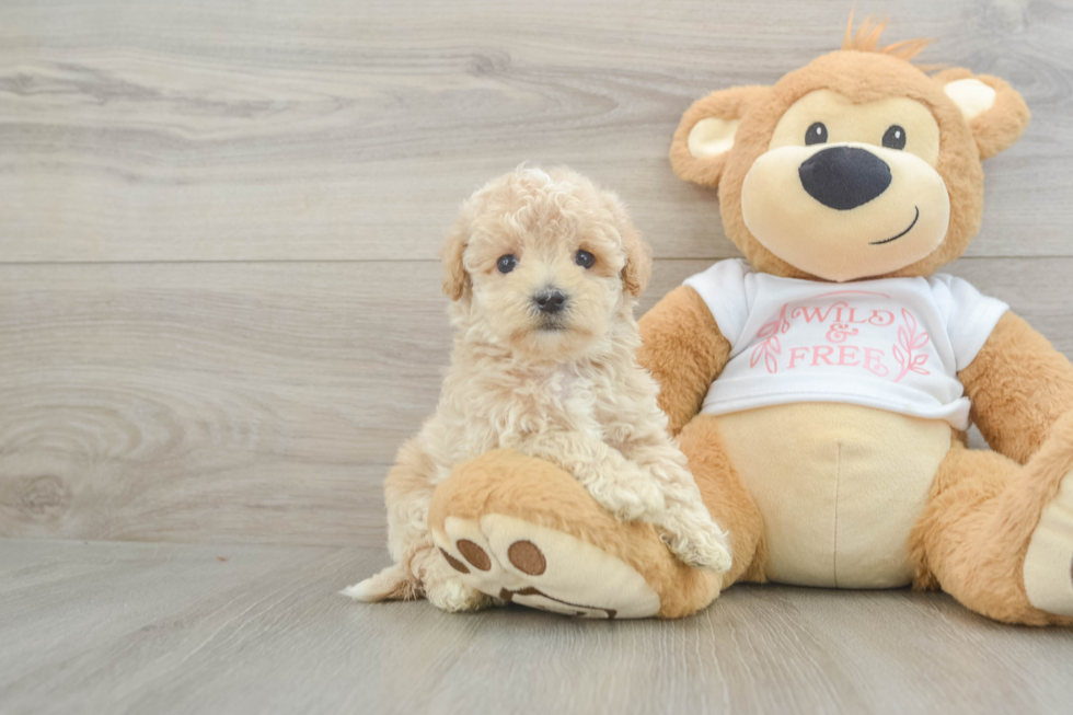 Best Maltipoo Baby