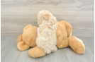 Playful Maltidoodle Poodle Mix Puppy