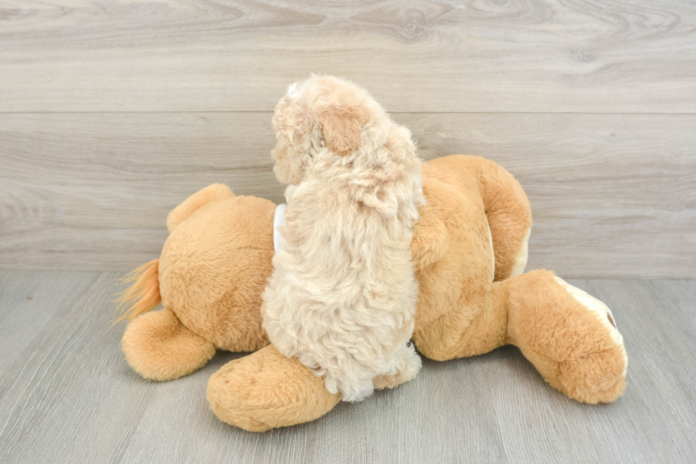 Playful Maltidoodle Poodle Mix Puppy