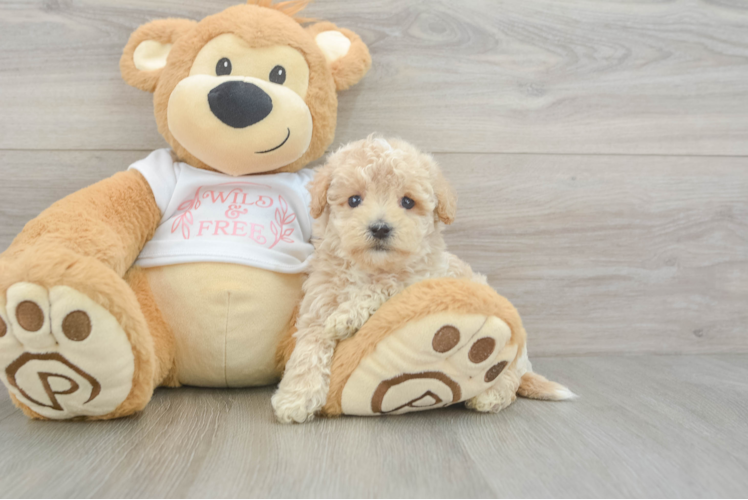 Maltipoo Pup Being Cute