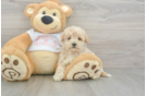 Maltipoo Pup Being Cute