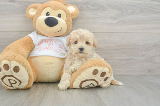 Maltipoo Pup Being Cute