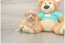 Maltipoo Pup Being Cute