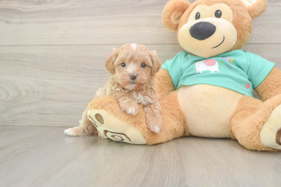 Maltipoo Pup Being Cute