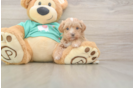 Best Maltipoo Baby