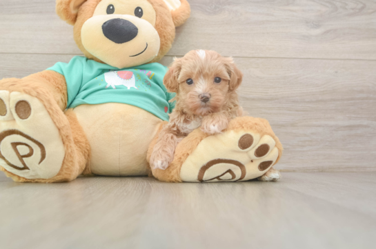 Best Maltipoo Baby