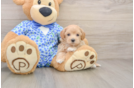 Maltipoo Puppy for Adoption