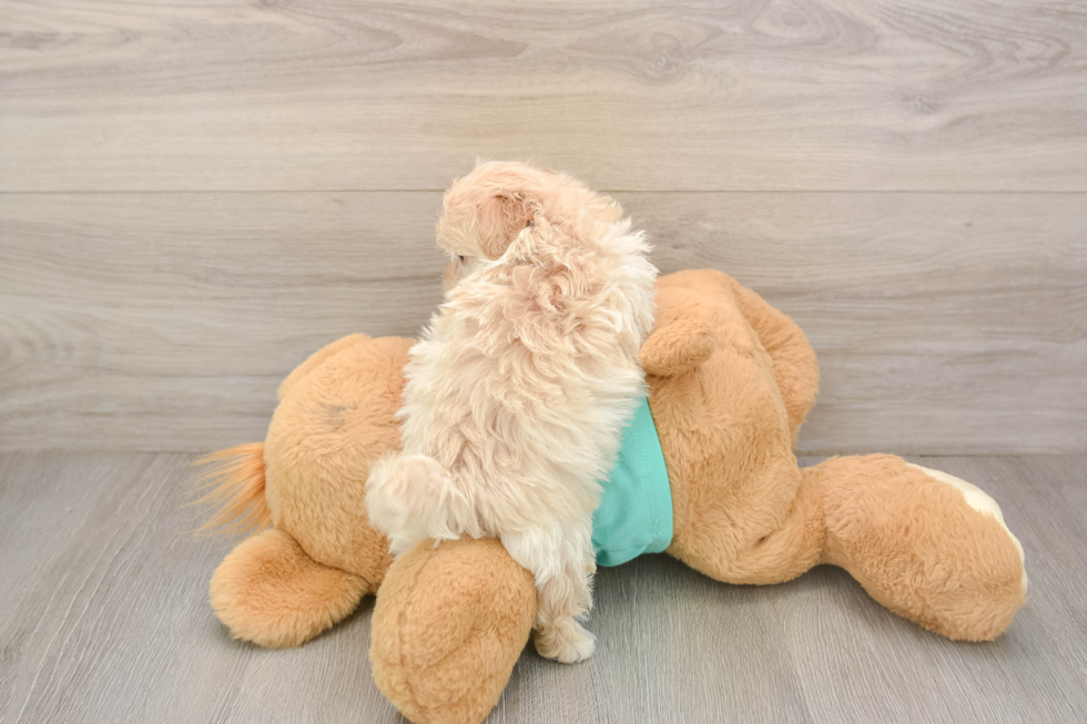 Best Maltipoo Baby