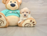 8 week old Maltipoo Puppy For Sale - Pilesgrove Pups