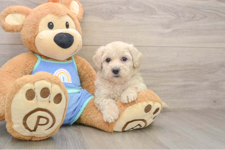 Little Maltese Poodle Poodle Mix Puppy