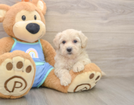 7 week old Maltipoo Puppy For Sale - Pilesgrove Pups